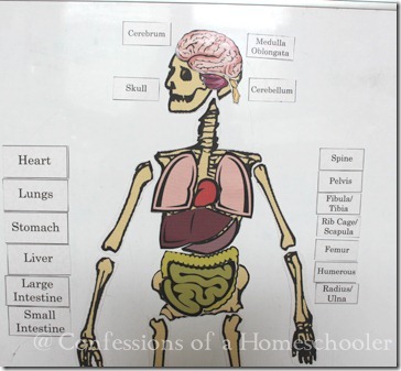 Anatomy and Function Of The Scapula – Human Anatomy – Welcome to